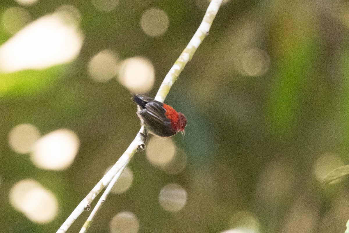 Karmesinnektarvogel - ML644738950