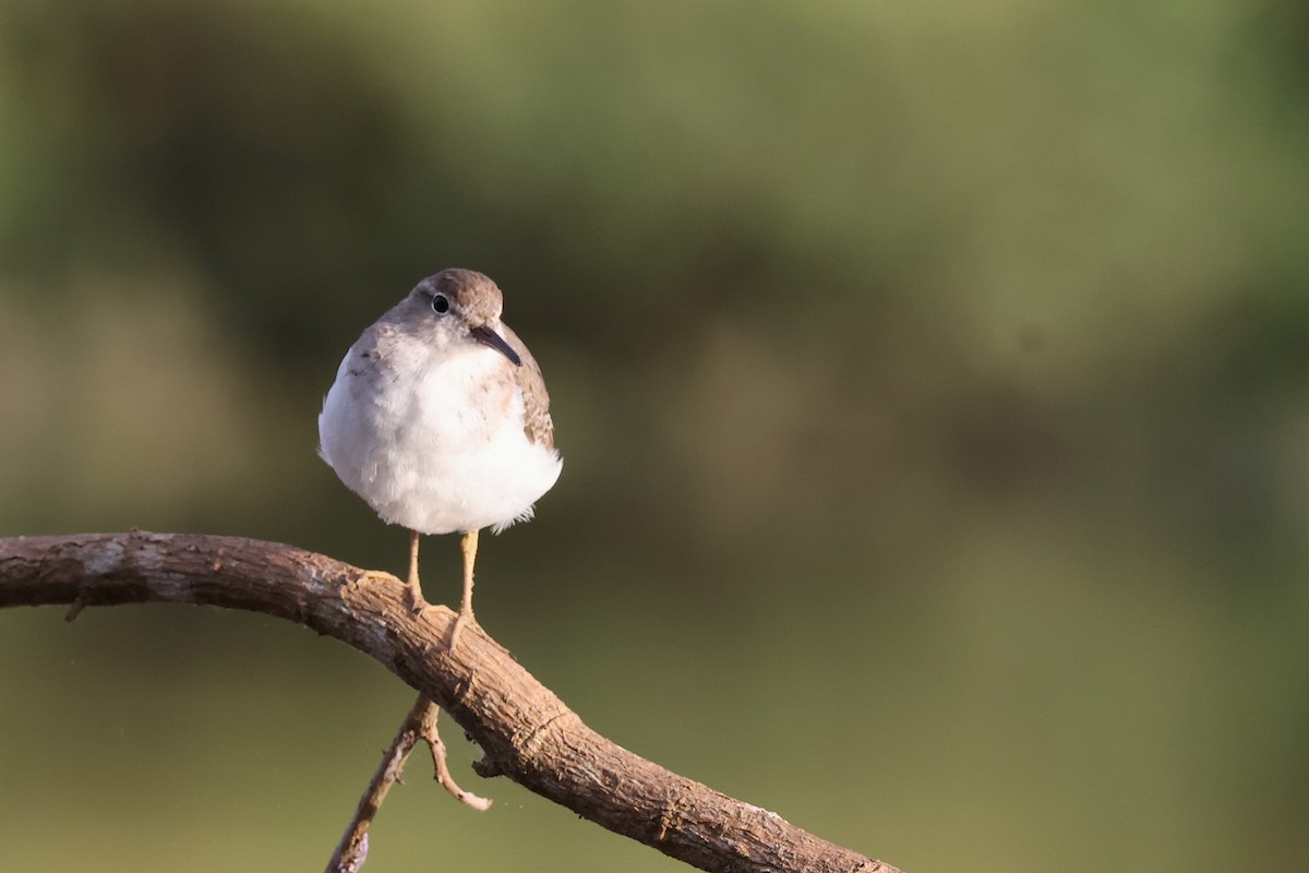 Alaska Kumkuşu - ML644738954