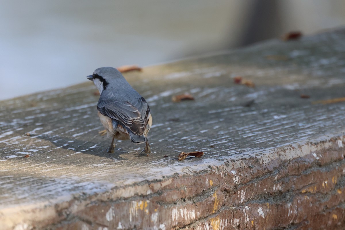 Повзик звичайний - ML644738956