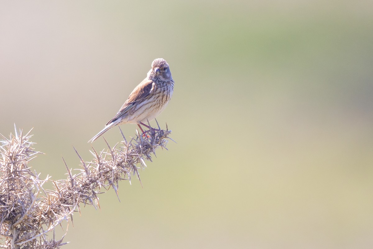 Eurasian Linnet - ML644738958