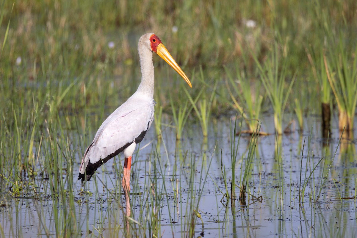 nesyt africký - ML644738961