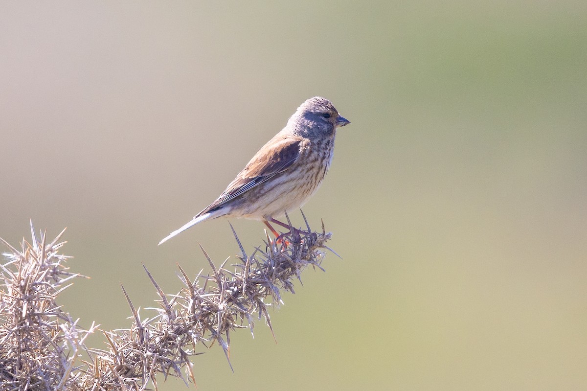 Eurasian Linnet - ML644738981