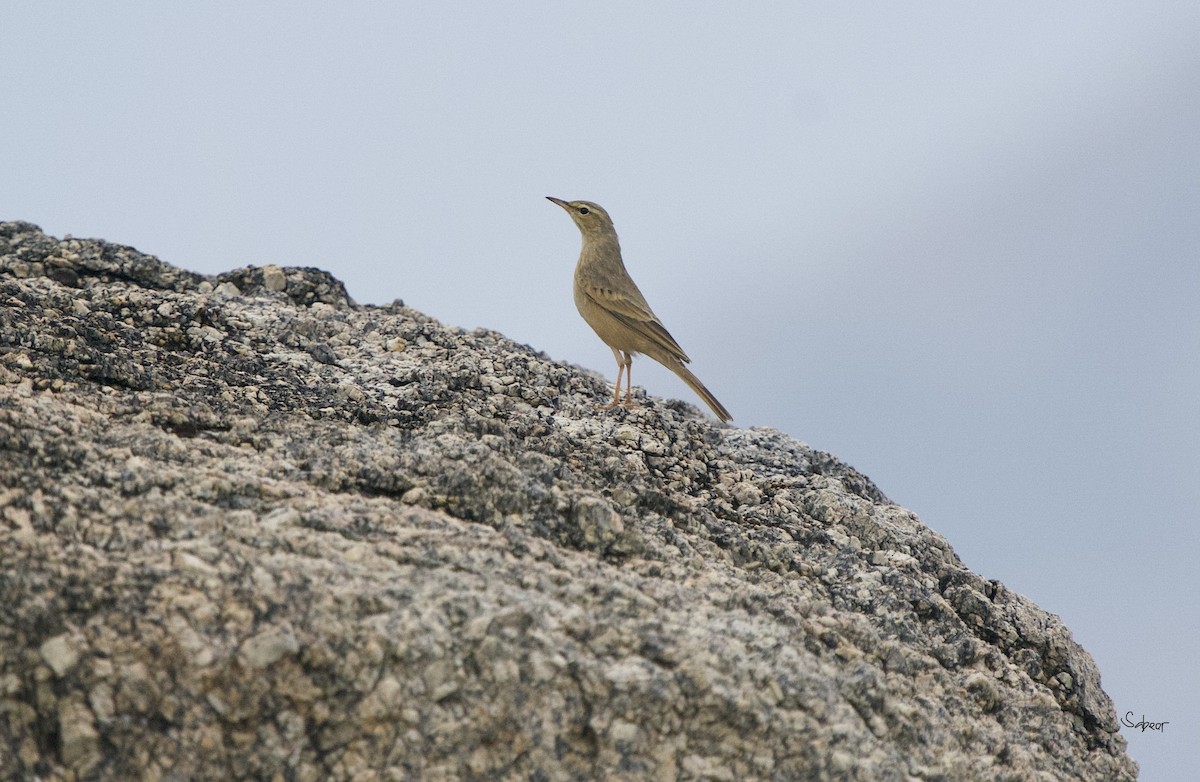 Pipit à long bec - ML644738995
