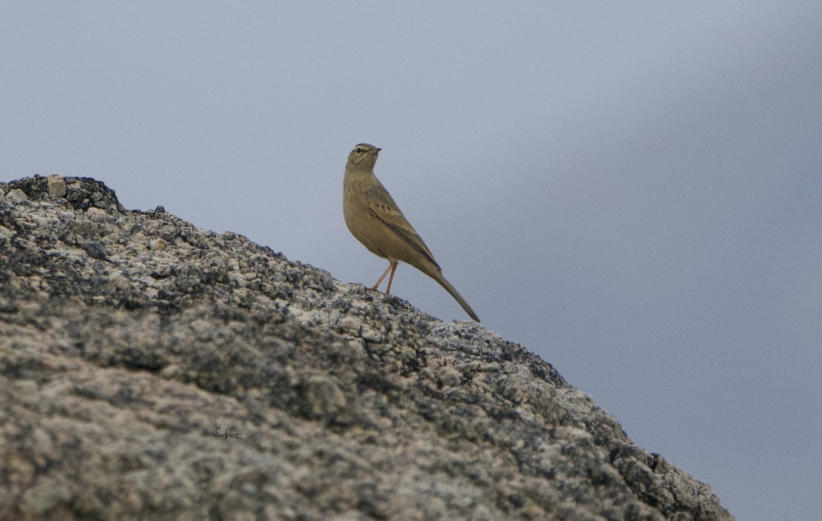 Pipit à long bec - ML644738996