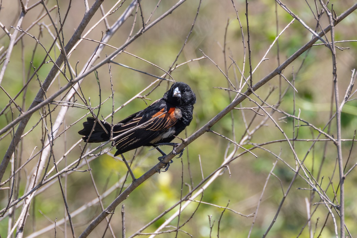 Fan-tailed Widowbird - ML644739006