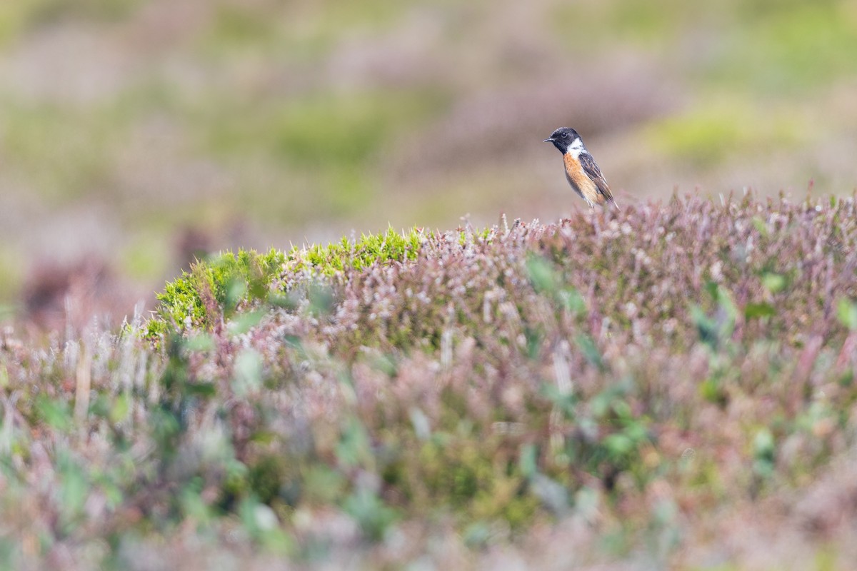 European Stonechat - ML644739021