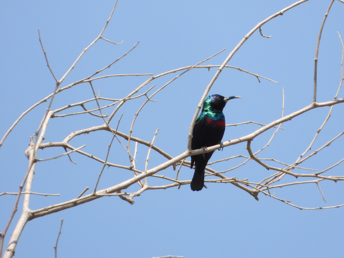 strdimil arabský - ML644739022