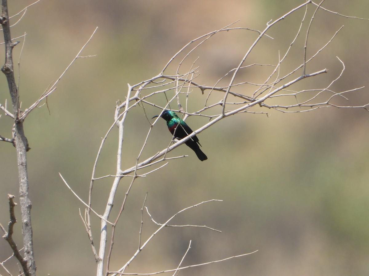 strdimil arabský - ML644739023