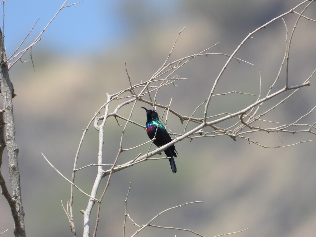 strdimil arabský - ML644739024