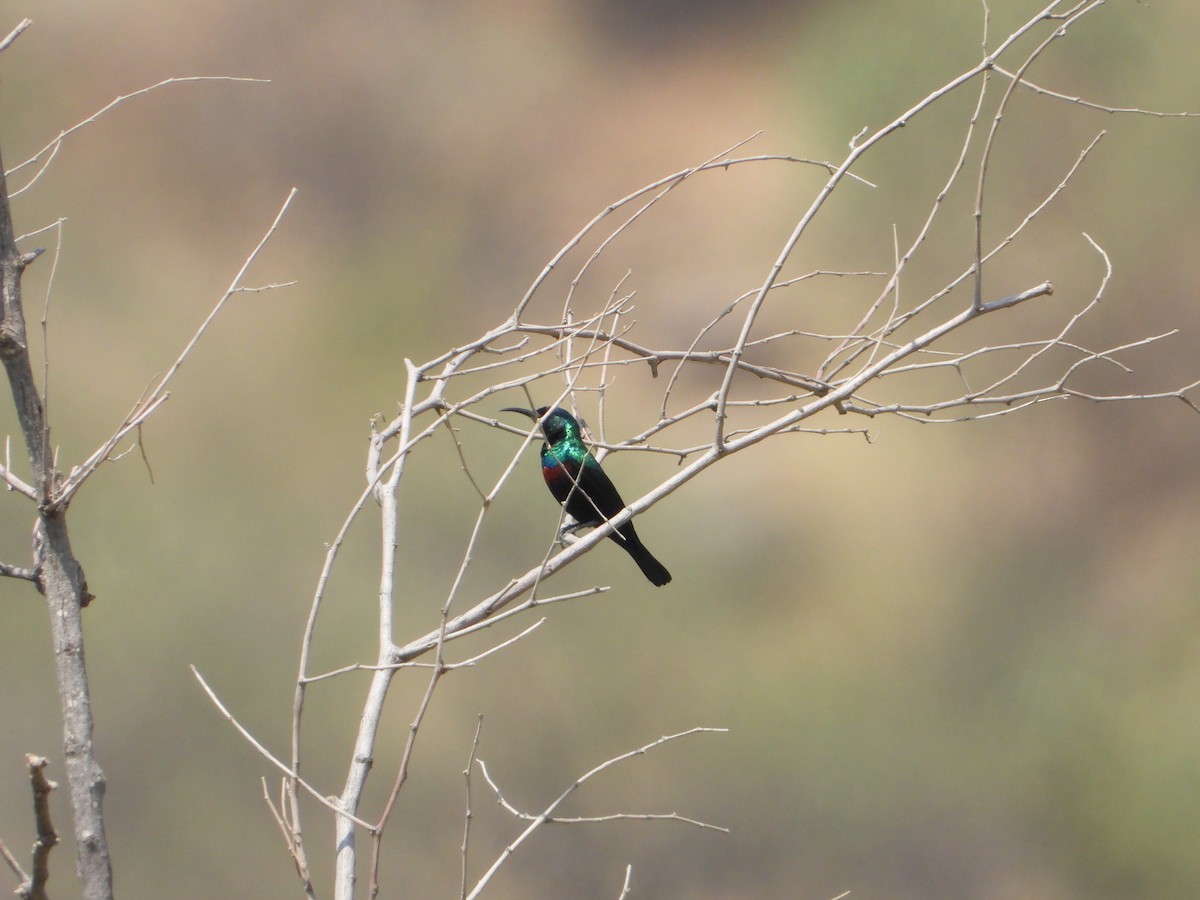 strdimil arabský - ML644739026