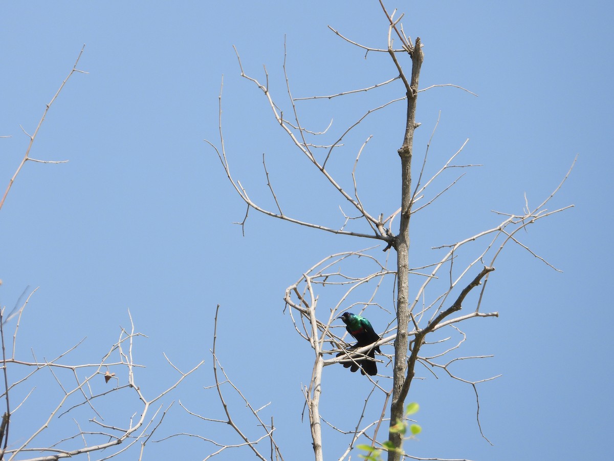 strdimil arabský - ML644739027