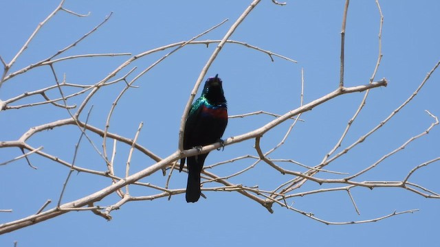 strdimil arabský - ML644739037