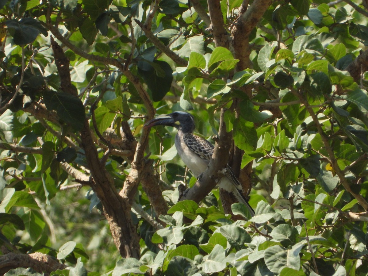 zoborožec šedý - ML644739060