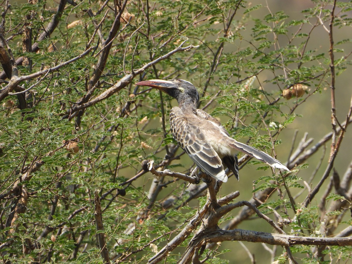 zoborožec šedý - ML644739061