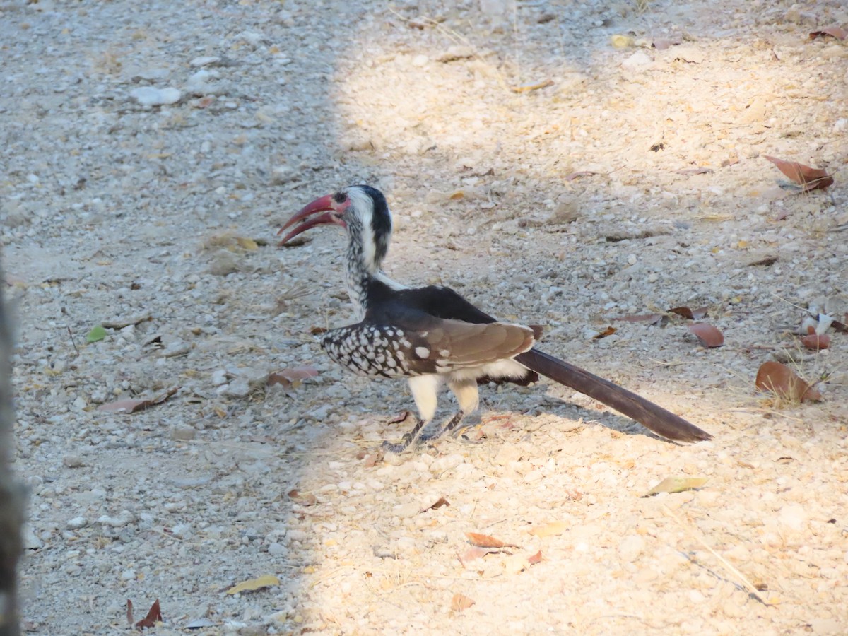 damaratoko - ML644739064