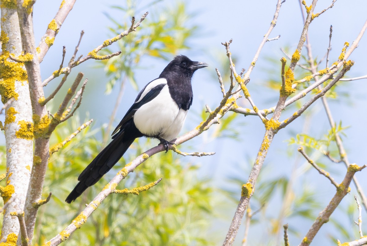 skjære - ML644739065