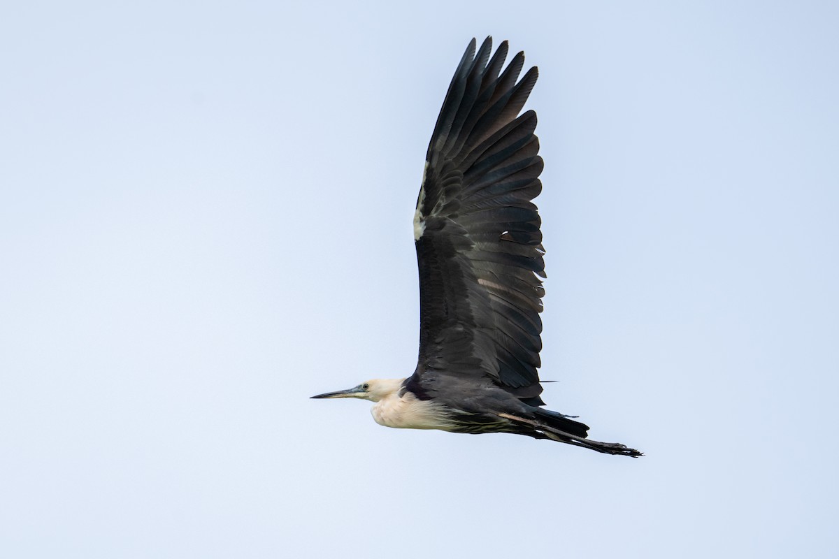 hvithodehegre - ML644739066