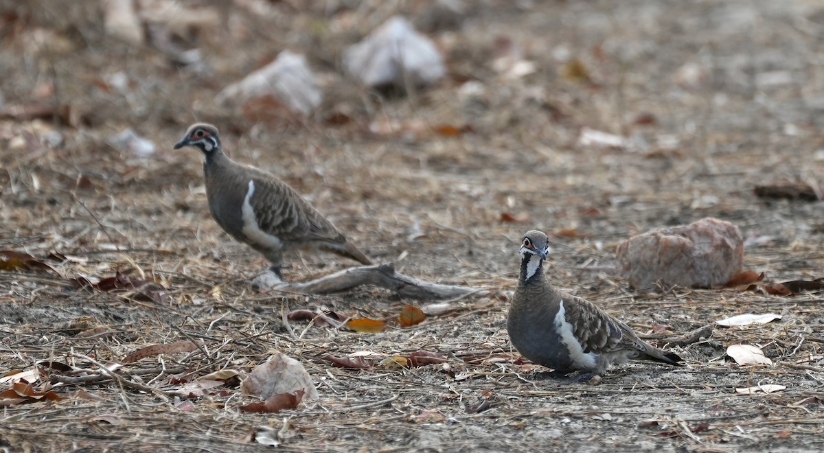 rypedue - ML644739068