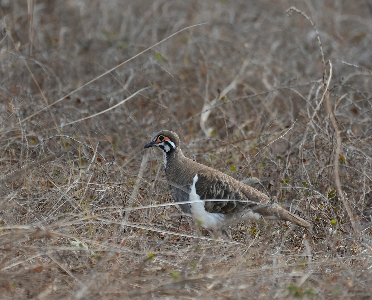 rypedue - ML644739069