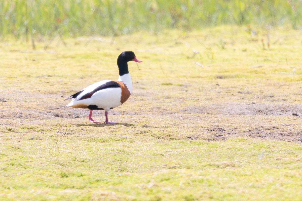 gravand - ML644739070