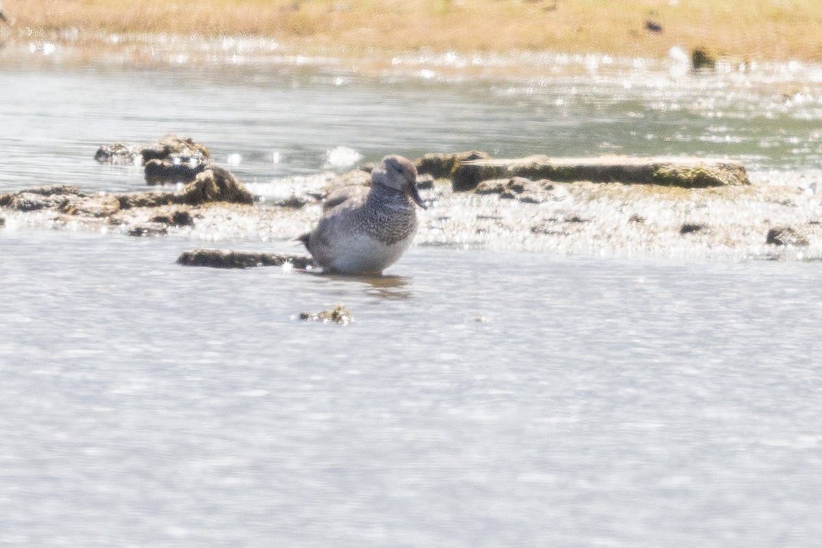 snadderand - ML644739071