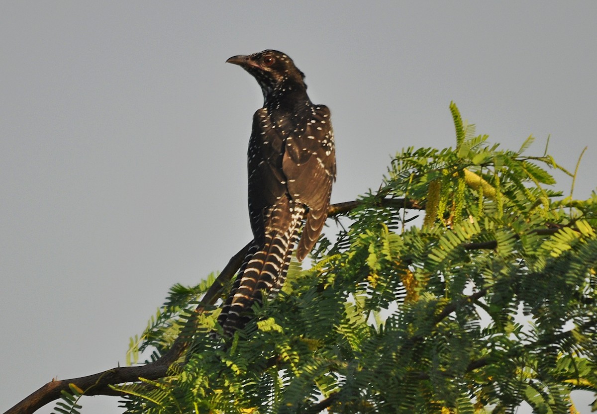 grønnebbkoel - ML644739072