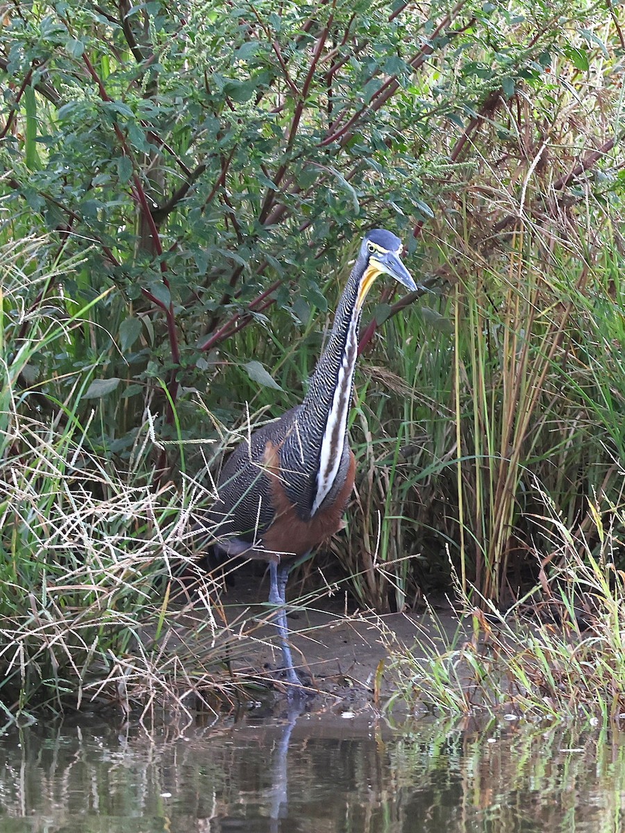 gråkinntigerhegre - ML644739073