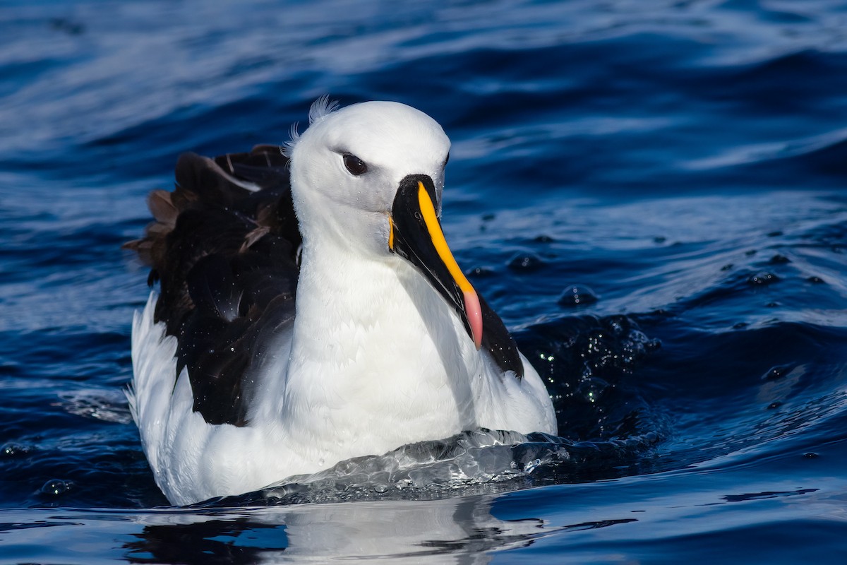 hvithodealbatross - ML644739074