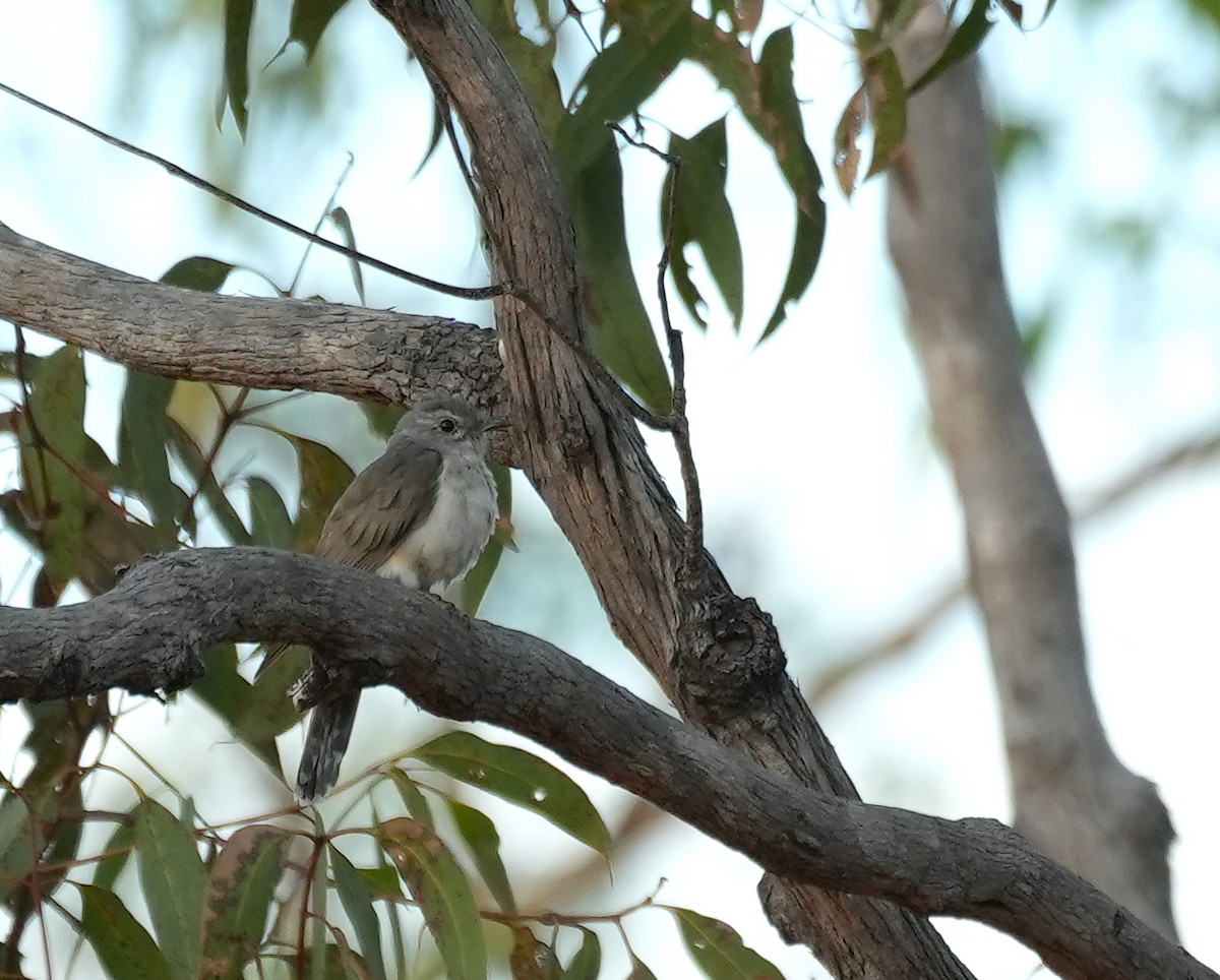 krattgjøk - ML644739075