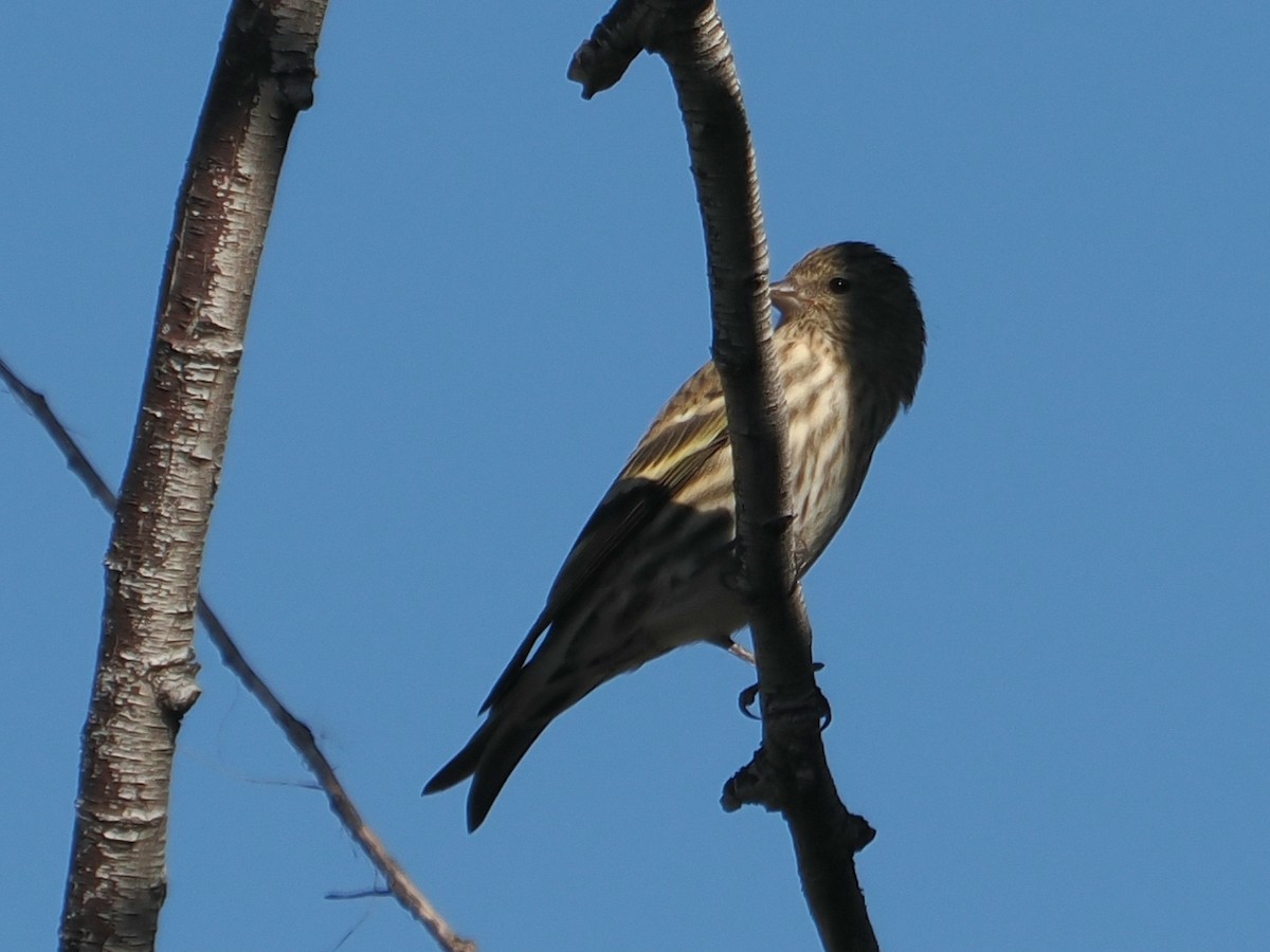 stripesisik - ML644739077