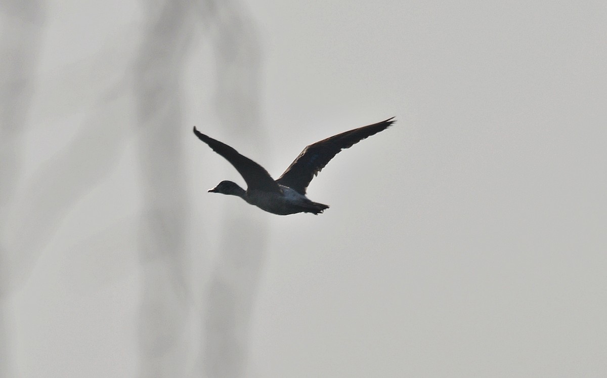 flekknebband - ML644739078