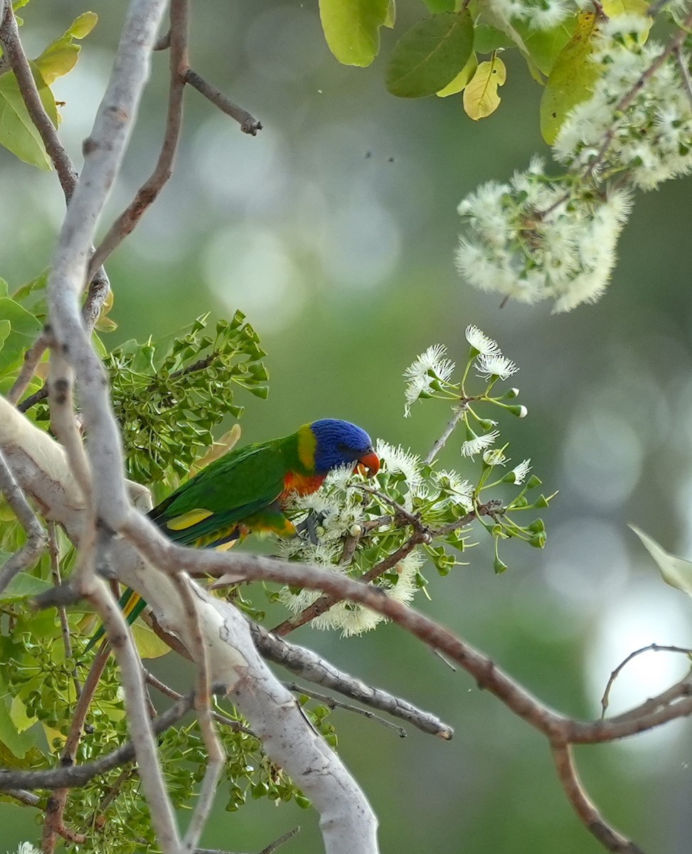 regnbuelori - ML644739079