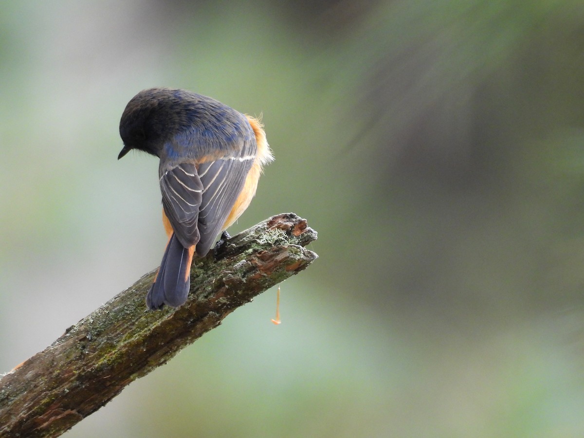 blåhoderødstjert - ML644739080