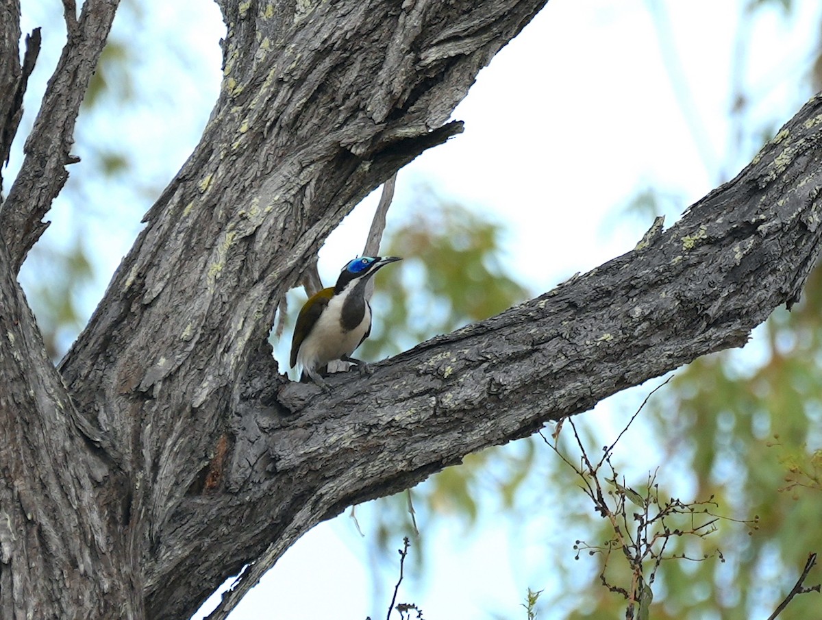 blåmaskehonningeter - ML644739081