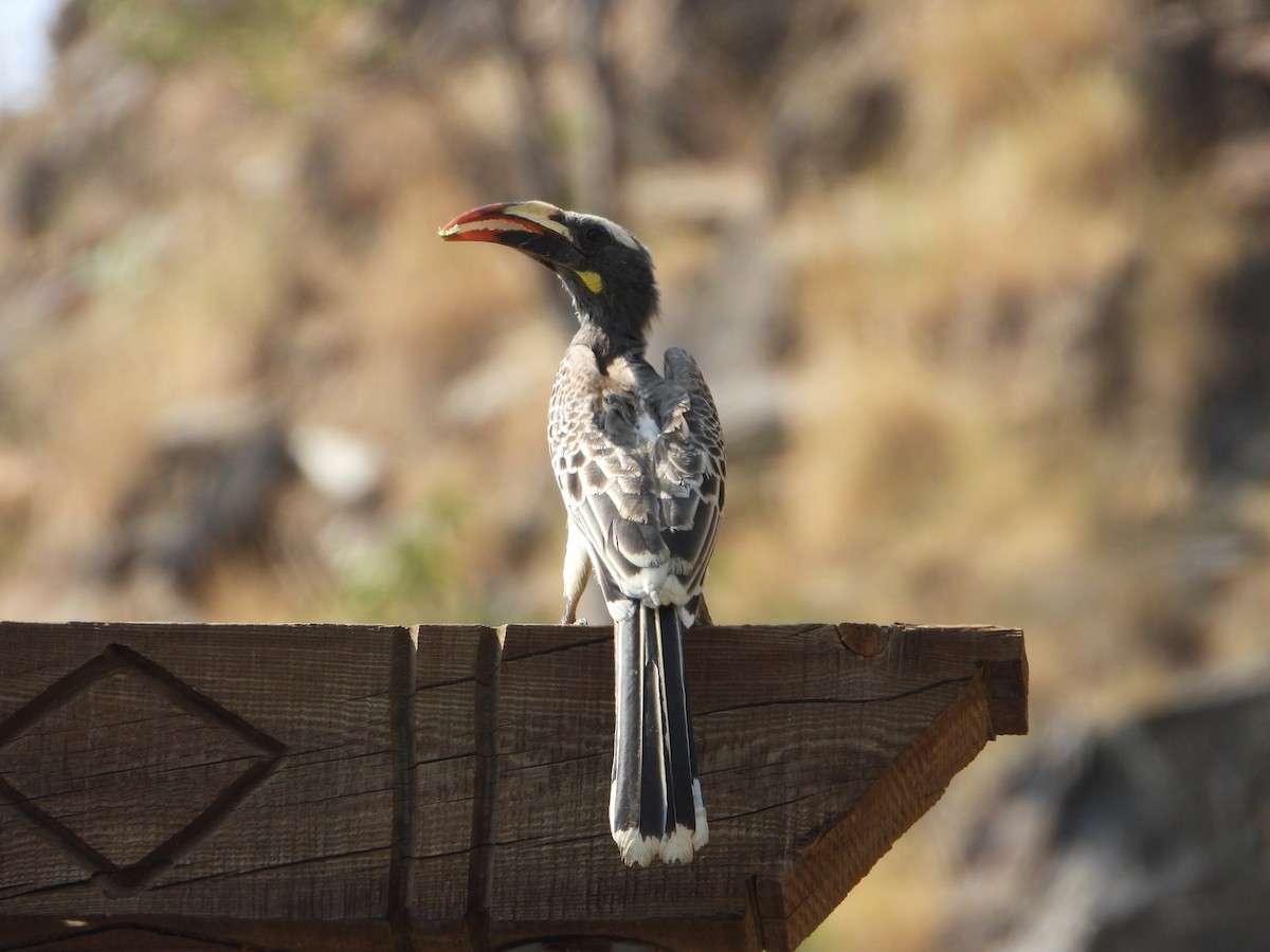 gråtoko - ML644739082