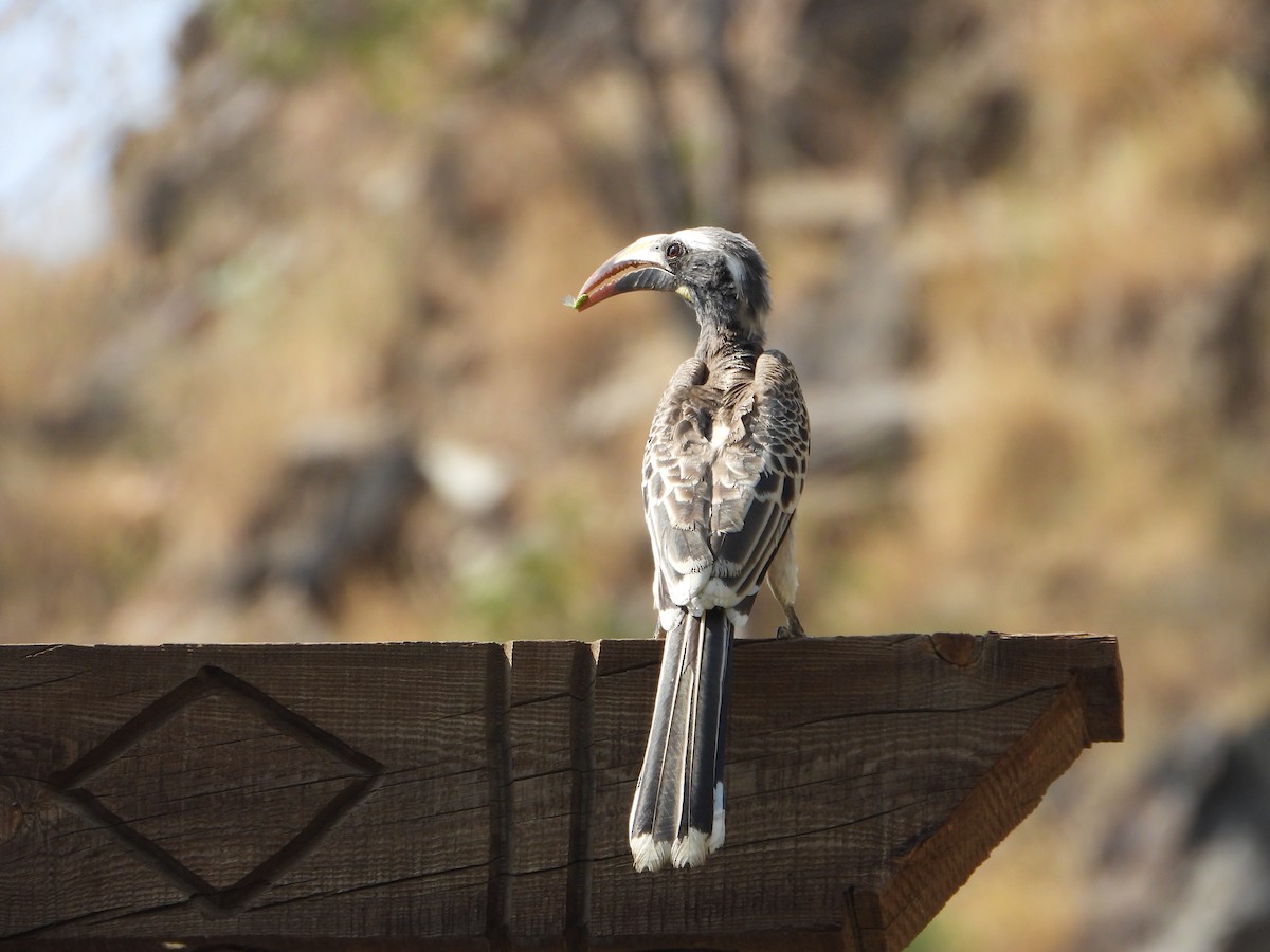 gråtoko - ML644739083