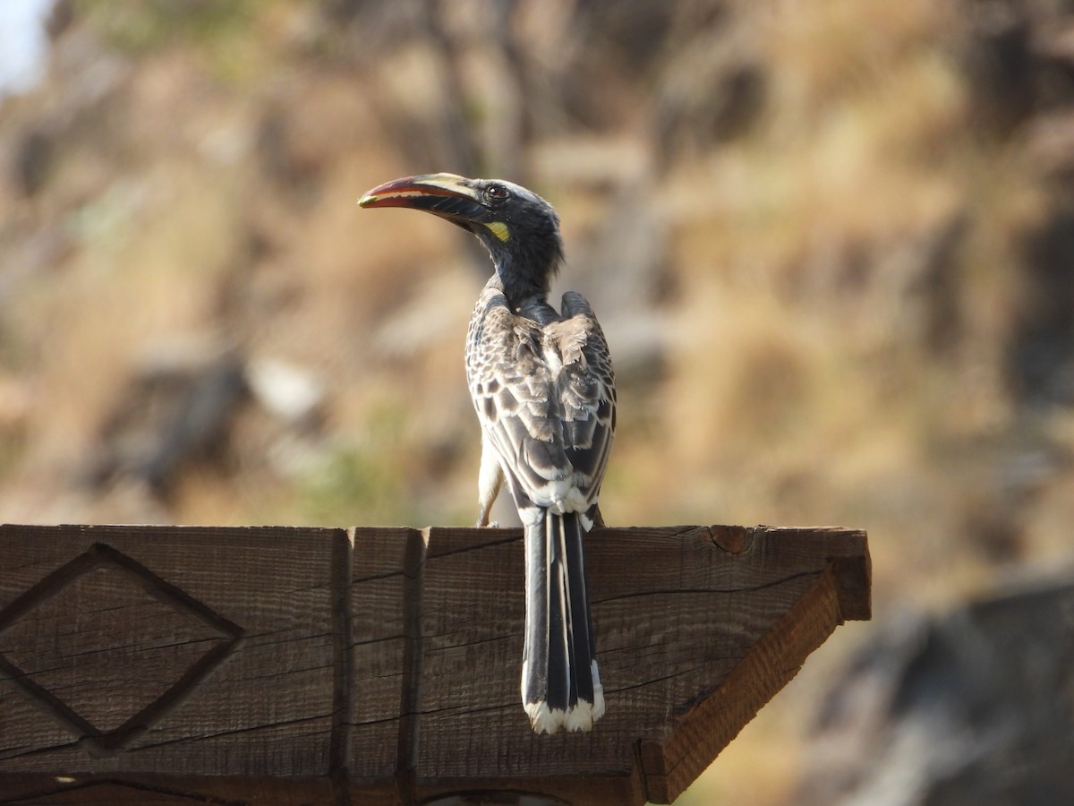 gråtoko - ML644739084