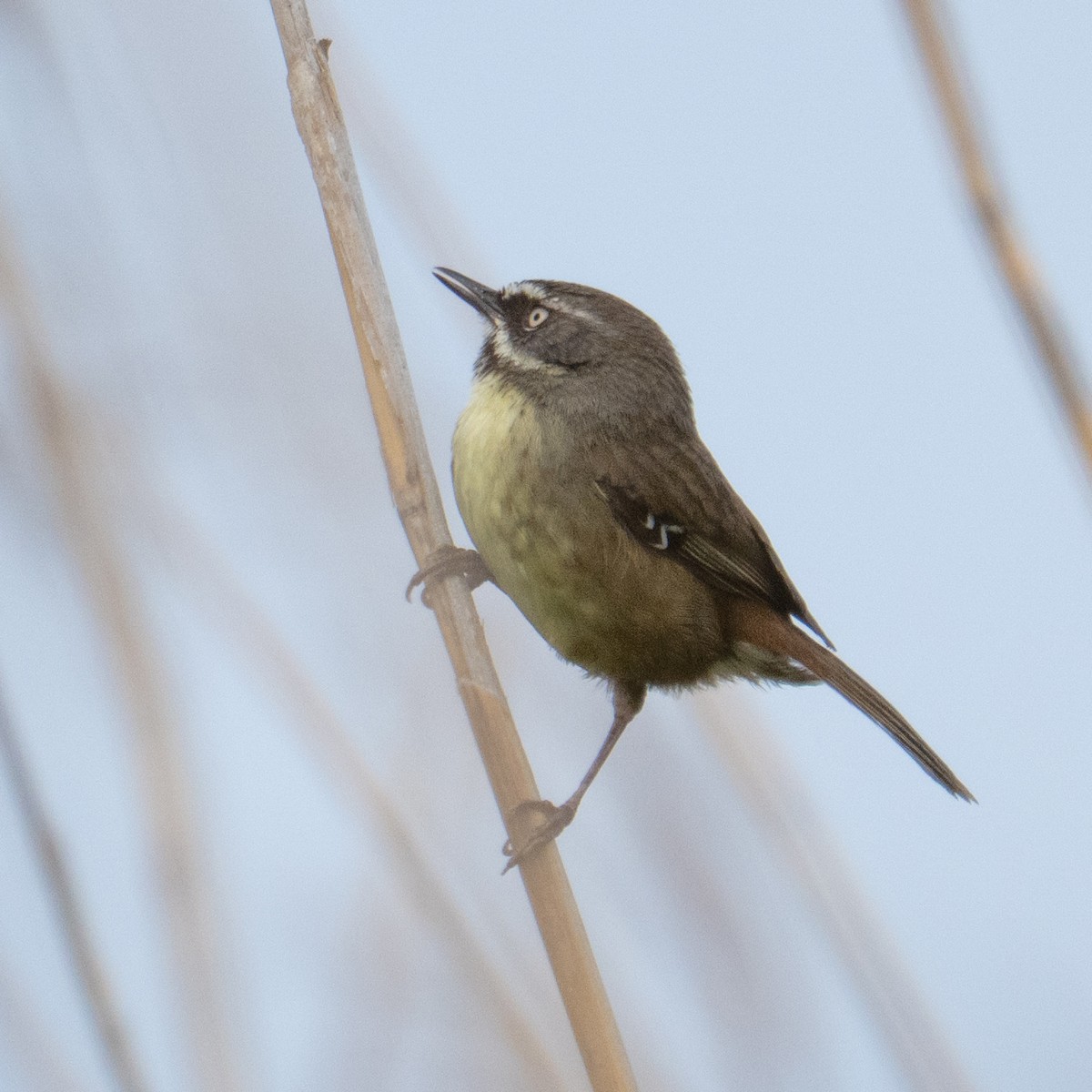 hvitbrynkrattsmett - ML644739085