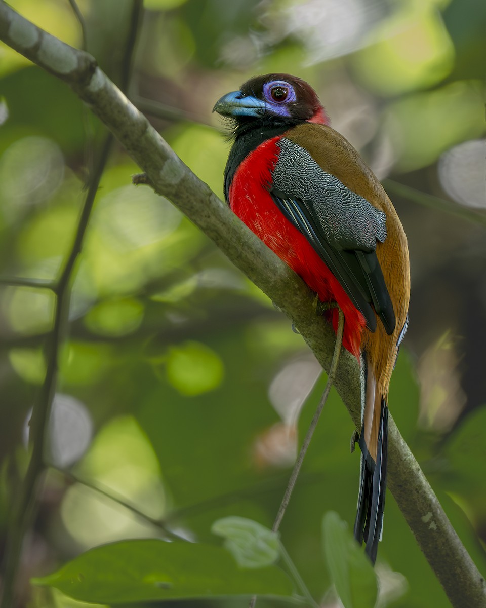 rosenringtrogon - ML644739087