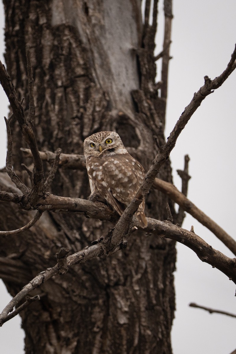 kirkeugle (noctua gr.) - ML644739089