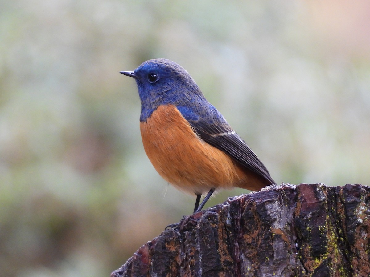 blåhoderødstjert - ML644739090