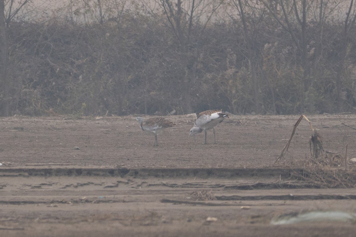 stortrappe - ML644739092