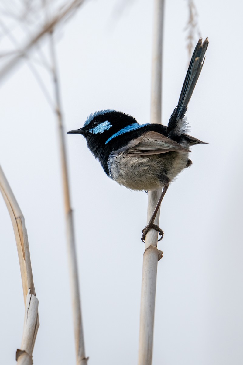 blåalvesmett - ML644739093