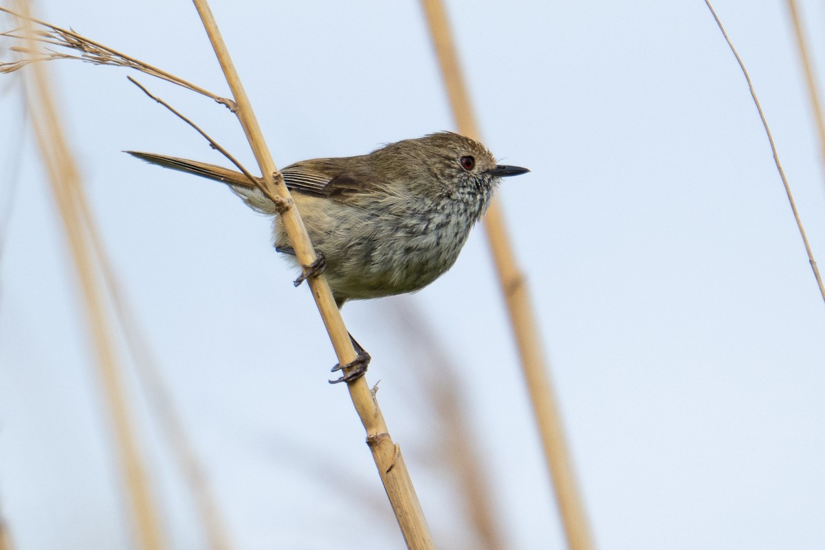 bruntornsmett - ML644739094