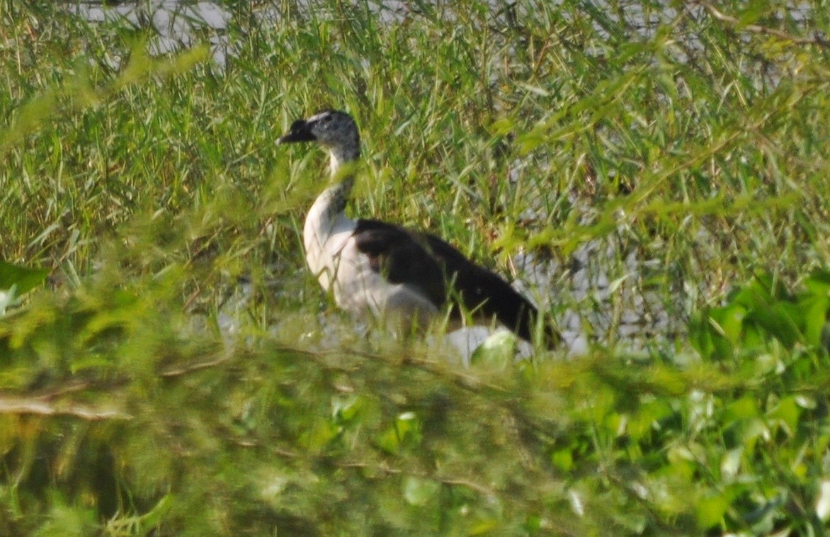 kamand - ML644739095