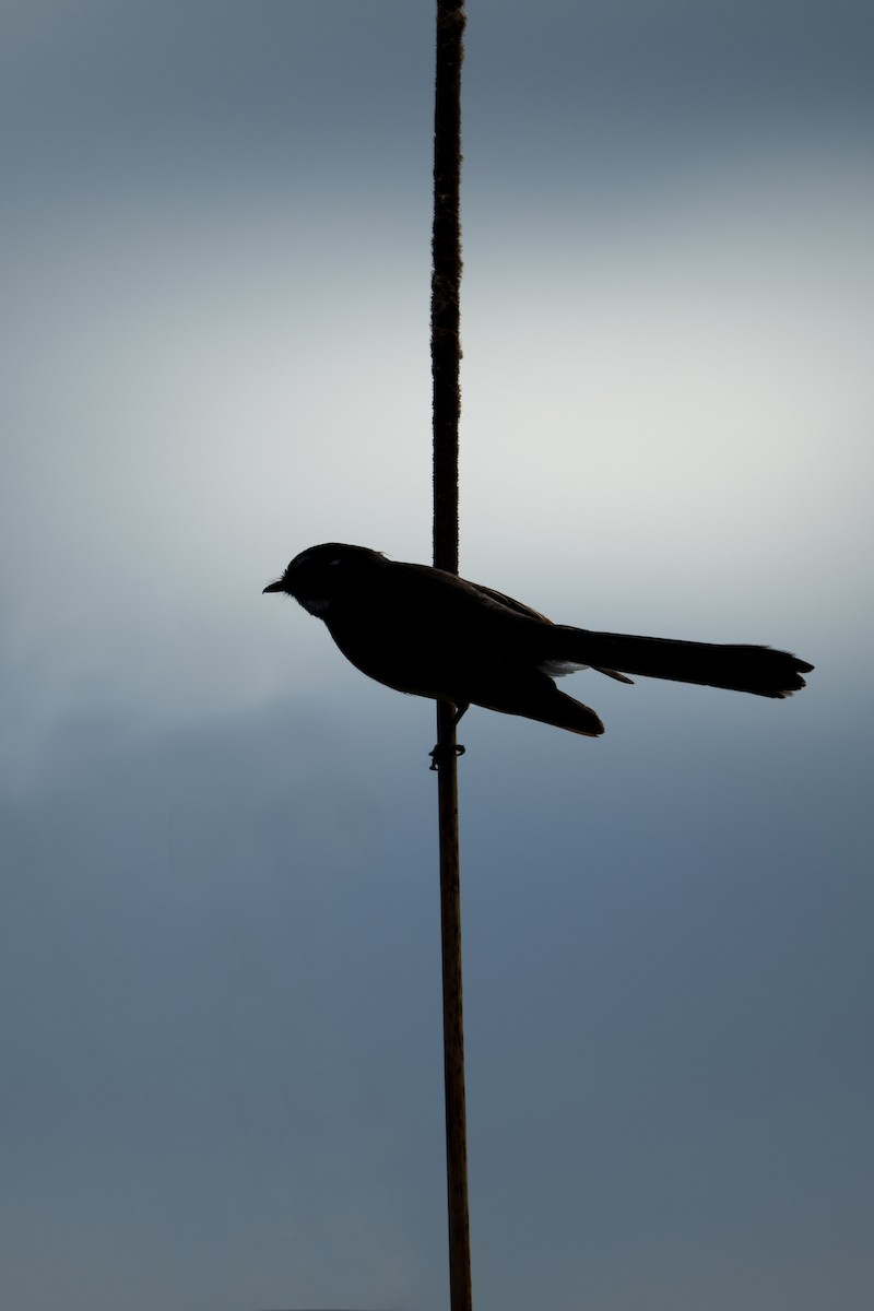 gråviftestjert - ML644739097