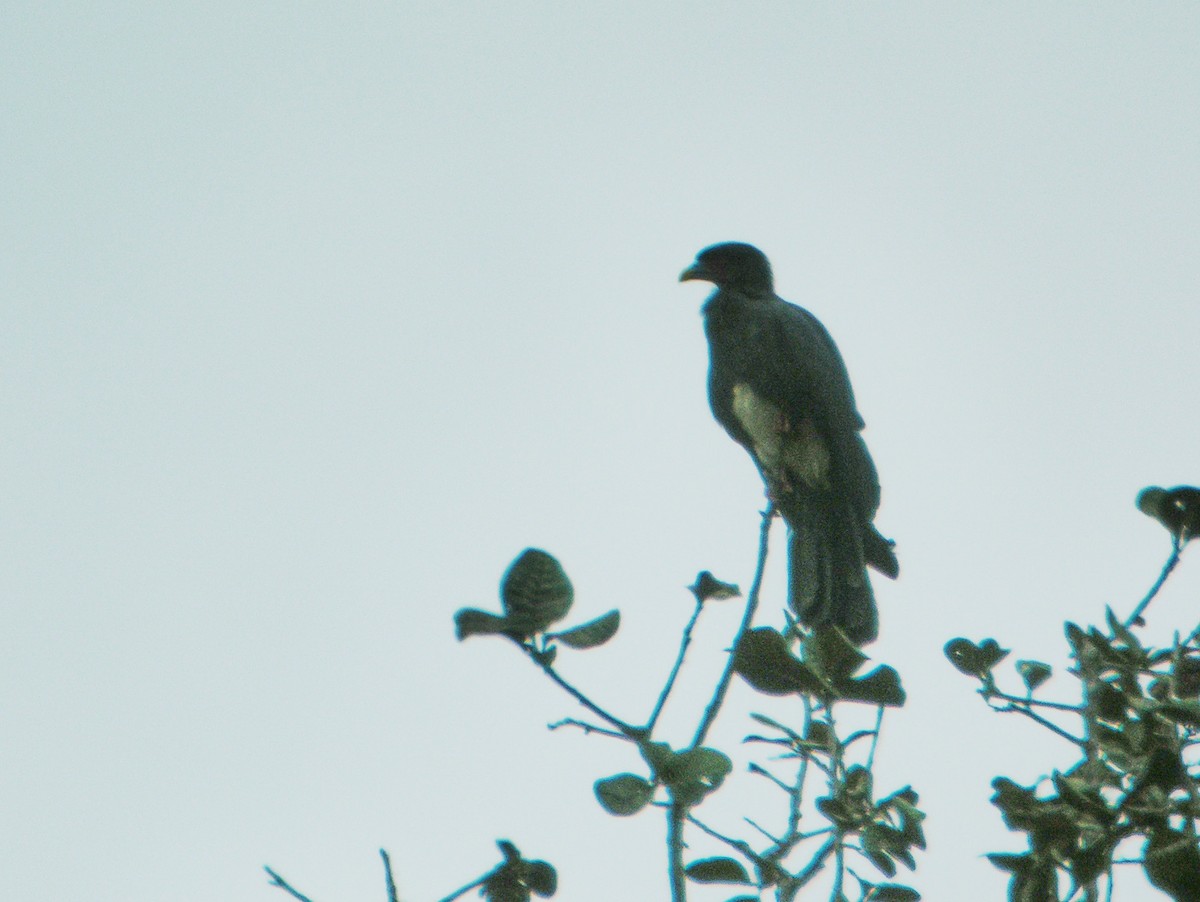 skjelldue - ML644739098