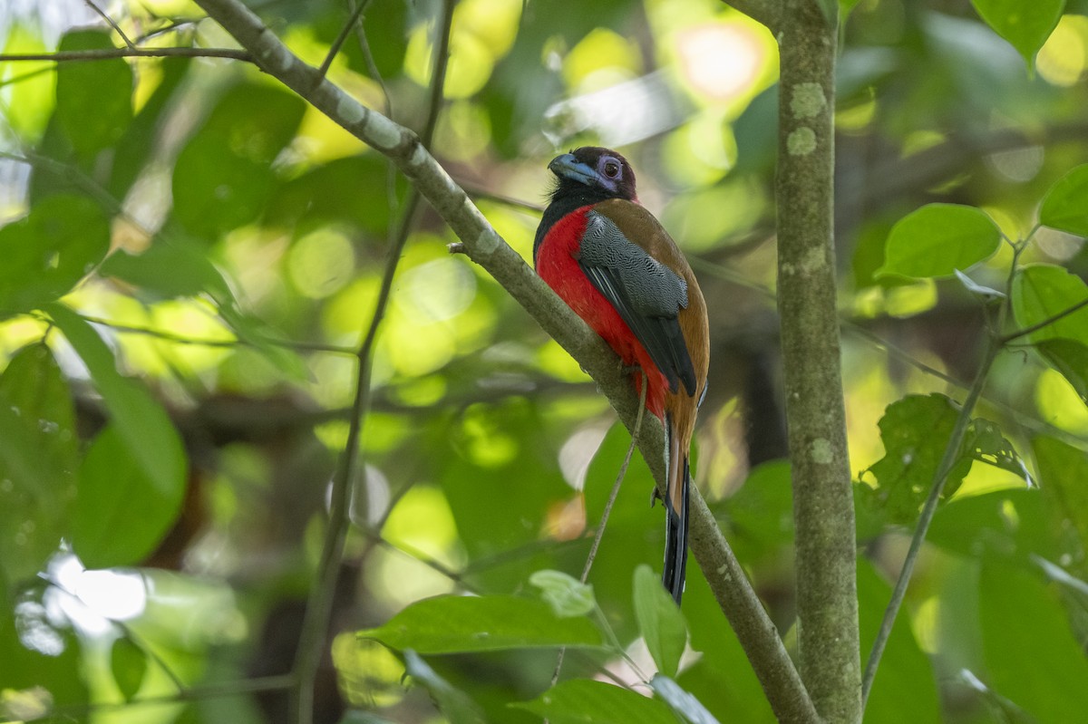 Diard's Trogon - ML644739109