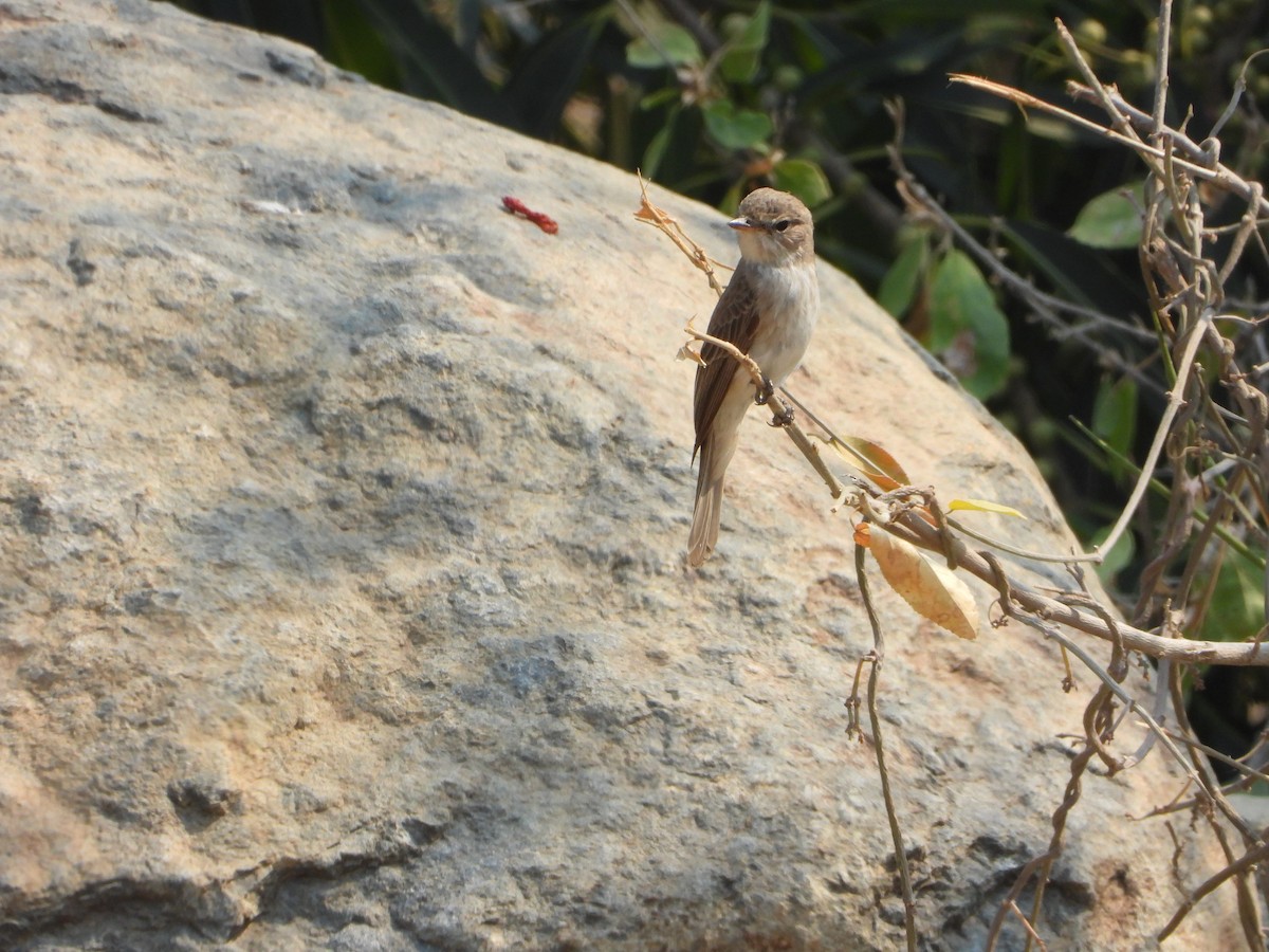 lejsek pustinný - ML644739116