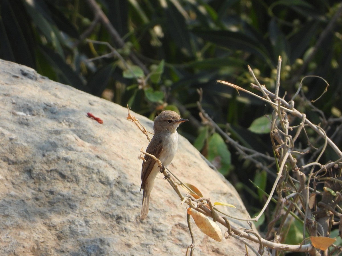 lejsek pustinný - ML644739117